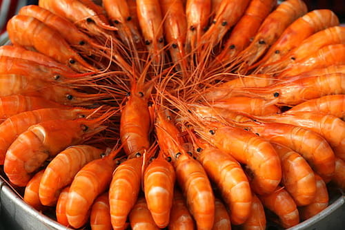 فروش عمده میگو پرورشی سایز 80